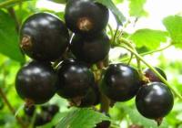 Смородина черная Экзотика (Ribes nigrum Exotica)